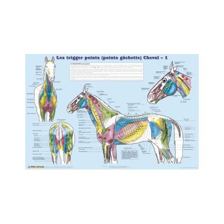 Trigger points du Cheval - set de 2 planches plastifiées 