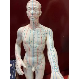 Modèle d'Acupuncture Masculin chinois/anglais 50 cm