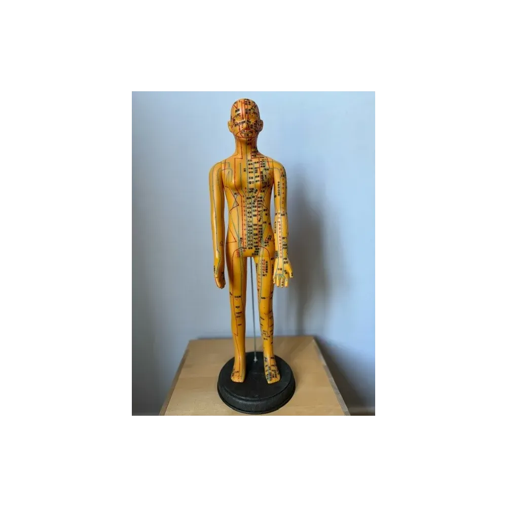 Female acupuncture Model - Chinese