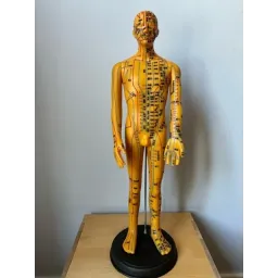 Male acupuncture model (Chineese)