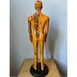 Male acupuncture model (Chineese)