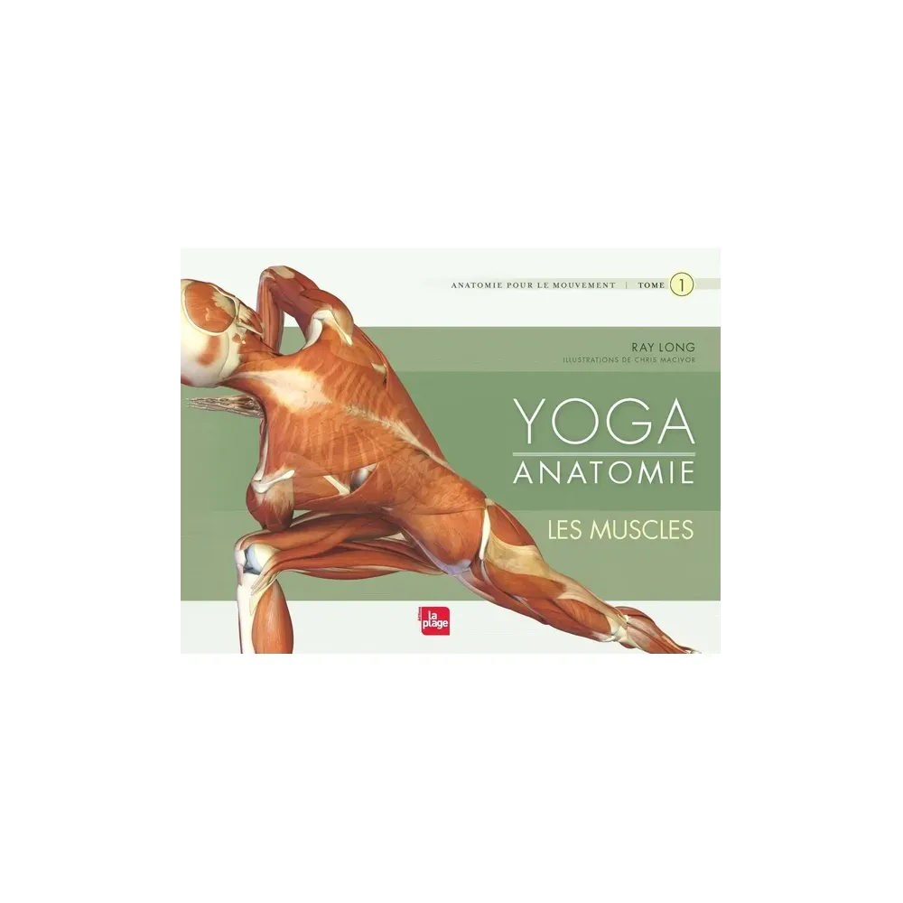 Yoga anatomie - Les muscles